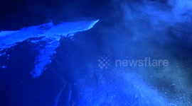 Sharks Top Water at Night Around Boat