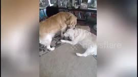Dog's best friend - CUTE