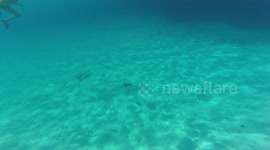a turtle swimming for the shore of little curacao