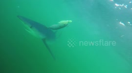 Curious sharks circles boat in search for food in the North Atlantic Canyons