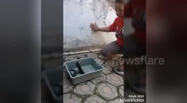 Newsflare Edit - O50 years old women playing the cobra