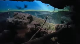 Bats in the Zoo