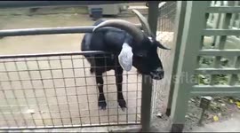 Goat herd of Animals
