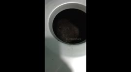 Pesky raccoon peaks out of trash