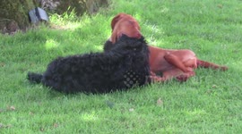 Puppos play