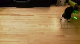 Beagle vs. Laser Pointer