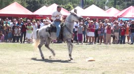 Dancing Horses of Mexico - #1
