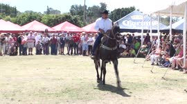 Dancing Horses of Mexico - #2