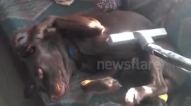 Dog enjoys being vacuumed