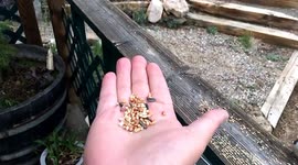 Hand Feeding This Little Guy