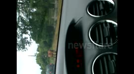 Calf pulled by car on the road