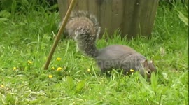 Squirrel Assault Course (One)