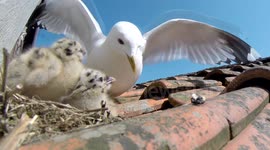 Day old chicks feeding