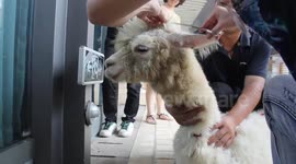 Alpaca having hairdressing
