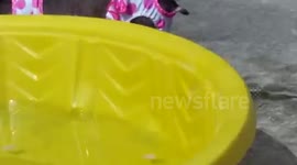 Micro Pig In Polka Dot Swimsuit