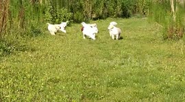 Pack Of Labrador Puppies One With A Backpack!!
