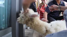 Alpaca Gets A Cut And Blow Dry at A Hair Salon