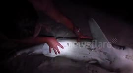 Shark gets revenge on fisherman