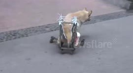 Dog walks with wheelchair