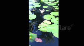 Baby deer swimming around fisherman's boat