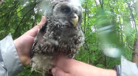Stranded baby owl found by hikers