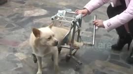 Dog finds a new lease of life in homemade wheelchair