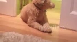 Hungry dog demanding dinner