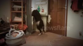 Dog fetches beer from fridge