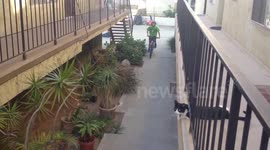 Cat high-fives kid on bike
