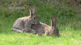 Bunny Business