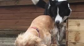 Naughty collie pushes spaniel off a wall