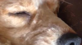 sleepy dog snores super loud