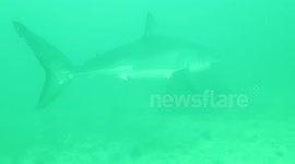 Diver's close encounter with a great white shark