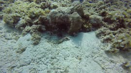 Following a Lionfish