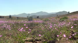 Atacama Desert - Blooming
