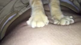Cute Cat giving her owner a massage