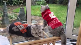Dapper cats model winter wardrobe