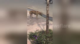 Newsflare Edit - Funny Dog falling asleep on the street