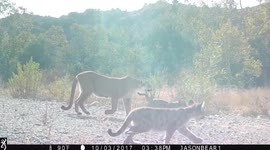 Mountain Lion with her two kittens!
