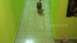 Yorkie play with food