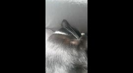 Cat snoring loudly