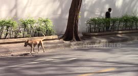 Stray Dog Walks Through Traffic in Bangkok, Thailand
