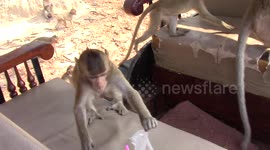 Monkeys Fighting and Taking Treats From Tourists at Angkor Wat, Cambodia