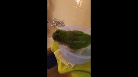 Parrot take a bath
