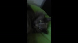 Evil cat is annoyed by human