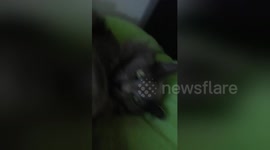 Newsflare Edit - Evil cat is annoyed by human