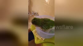 Newsflare Edit - Parrot take a bath