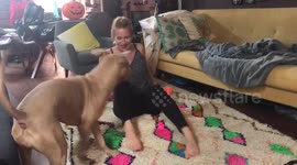 Dog tries to grab massage ball
