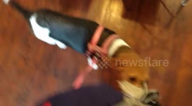 Beagle dog won't let go of purse