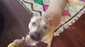 Dog buries bone in the house